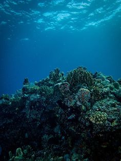 an underwater view of some corals and other marine life