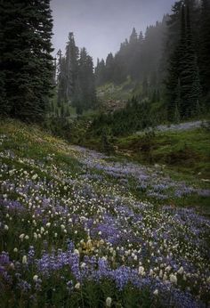 a field full of flowers and trees with fog in the sky behind it, surrounded by tall pine trees