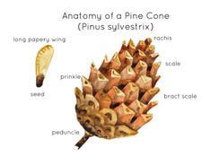 the anatomy of a pine cone