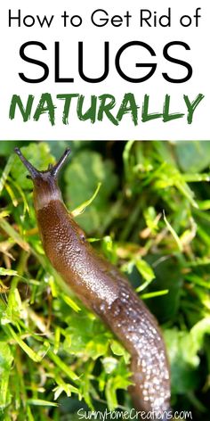 a slug crawling in the grass with text overlay reading how to get rid of slugs naturally