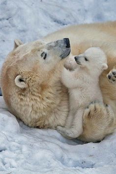 two polar bears are playing with each other in the snow, while one is laying on its back