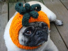 a pug dog wearing a knitted hat on top of it's head