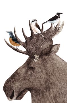 a moose with birds sitting on it's antlers and another bird perched on its back