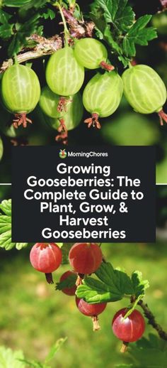 growing goccoli the complete guide to plant, grow and harvest gooseberries