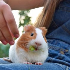 a person petting a small brown and white hamster on the lap of someone's lap