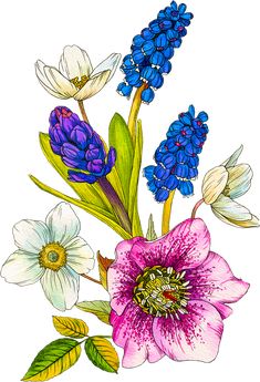 a drawing of flowers and leaves on a white background with bluebells, pink tulips, and anemones