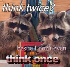 two raccoons standing next to each other with the caption think twice?