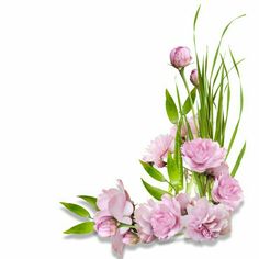 some pink flowers and green leaves on a white background