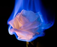 a white rose with blue flames in the background