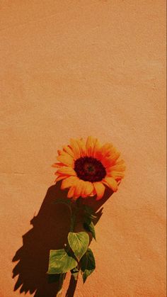 a single sunflower is casting a shadow on the side of an orange stucco wall