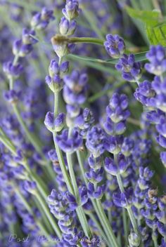 closeup of purple flowers with green leaves