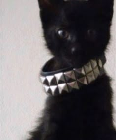 a small black cat wearing a silver collar with spikes on it's head and neck