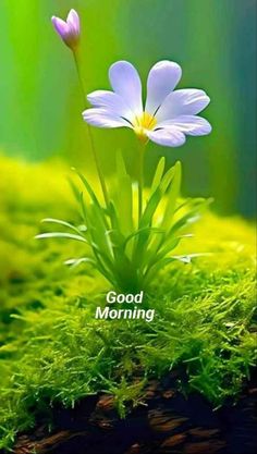 two white flowers sitting on top of a moss covered ground with the words good morning