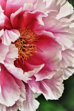 a pink and white flower with green leaves in the background