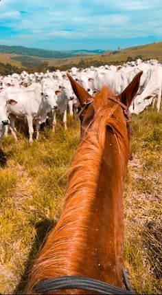 a brown horse standing in front of a herd of white cows on top of a grass covered field