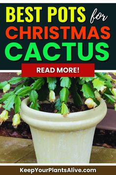 a potted plant with the words best pots for christmas cactus read more