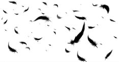 black feathers flying in the air on a white background