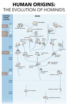 the evolution of human origins and how they are used to describe them in different ways