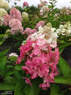 pink and white flowers are blooming in the garden