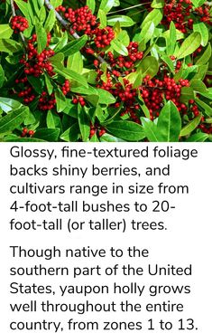 a close up of a tree with berries on it and text describing the benefits of plant growth