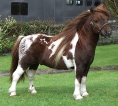 a brown and white horse standing on top of a lush green field next to a building