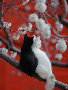 a black and white cat sitting on top of a tree branch next to a red wall