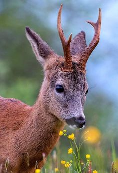 a close up of a deer with antlers on it's head