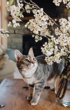 a cat standing on a table next to a vase with flowers in it and looking at the camera