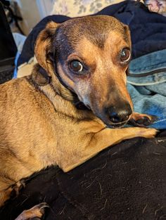 a brown dog laying on top of a bed