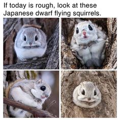 Flying Squirrels, Cute Small Animals, Super Cute Animals, Cute Animals Images, Pretty Animals, Silly Animals, Cute Wild Animals, Cute Animal Photos