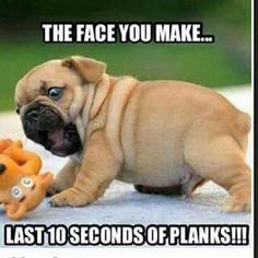 a pug dog playing with some toys on the ground and captioning that it's time to face you make during the last 10 seconds of planks