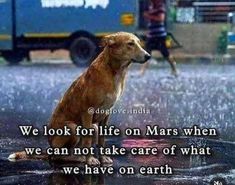 a dog sitting on top of a wet ground next to a person walking in the rain