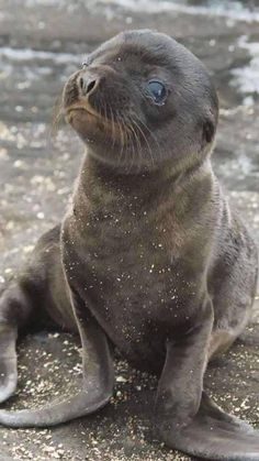 a baby seal sitting on top of a sandy beach next to the ocean and looking up