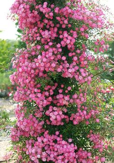 pink flowers growing on the side of a building