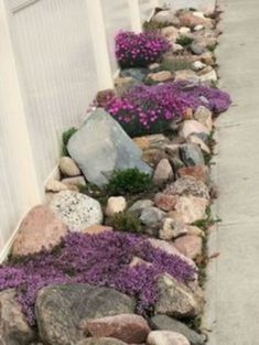 purple flowers are growing in the rocks along the side of a house's driveway