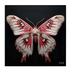 a red and white butterfly sitting on top of a black background