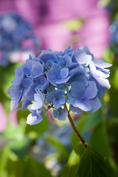 blue flowers with green leaves in the foreground