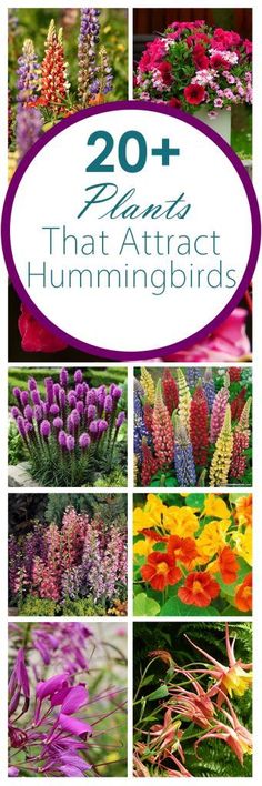 flowers that attract hummingbirds in the garden with text overlay reading 20 plants that attract hummingbirds