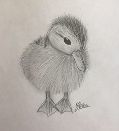 a pencil drawing of a small bird