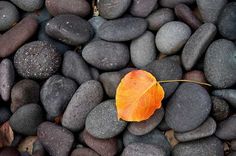 an orange leaf laying on top of some black and gray rocks with leaves growing out of it