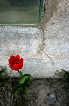 a single red flower sitting on the ground next to a cement wall and green window