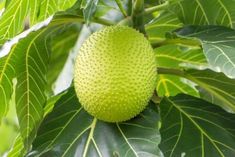 a green fruit is growing on the tree