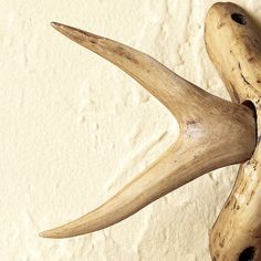 an antelope's horns hang on the wall in front of a stucco background