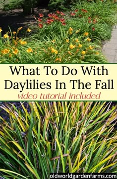 what to do with daylilies in the fall