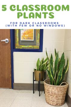 there is a potted plant in front of the door with text overlay that reads 5 classroom plants