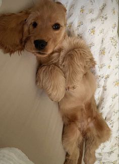 a small brown dog laying on top of a bed