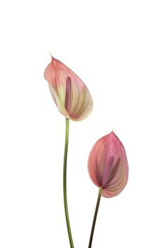 two pink flowers with green stems on a white background