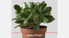 jade plant in a pot with the name jade plant on it's front side