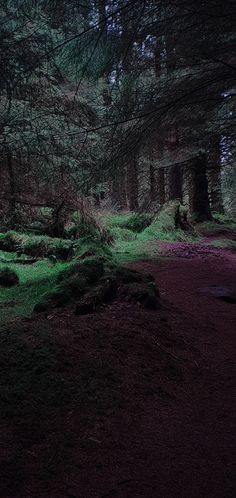 a dark forest filled with lots of trees and green moss growing on top of the ground