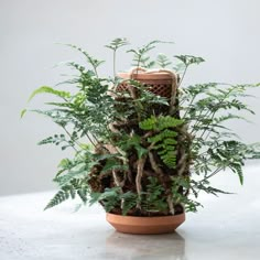 a potted plant sitting on top of a table